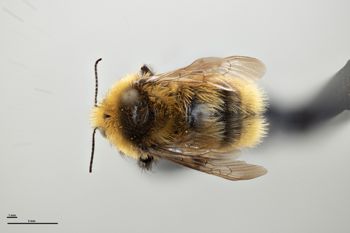 Media type: image;   Entomology 810751 Aspect: habitus dorsal view